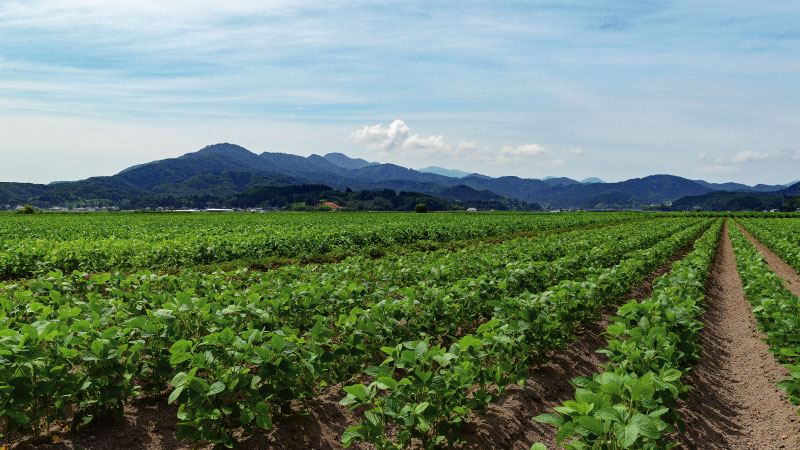 だだちゃ豆のふるさと　山形県鶴岡市白山地区