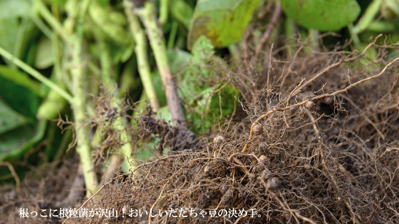 だだちゃ豆の根っこに根粒菌が沢山！おいしいだだちゃ豆の決め手。