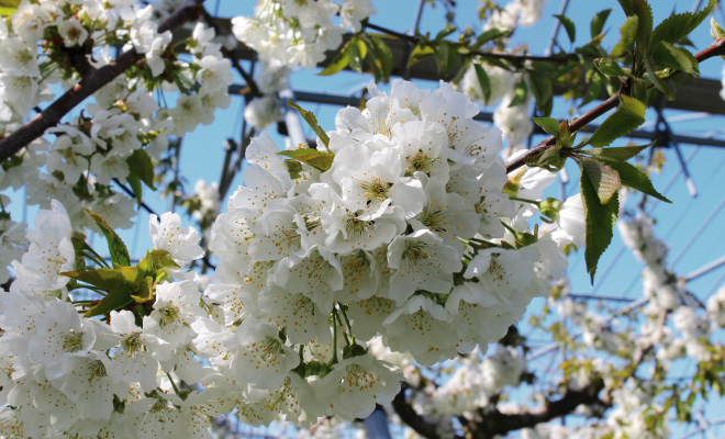 ４月さくらんぼの花