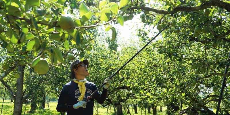 おいしいラフランスを生産するために大切なの摘果作業