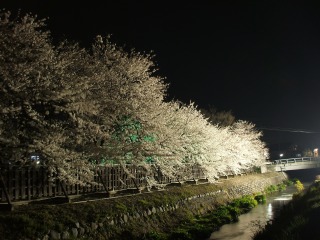 夜桜