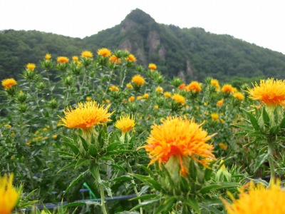 高瀬地区の紅花