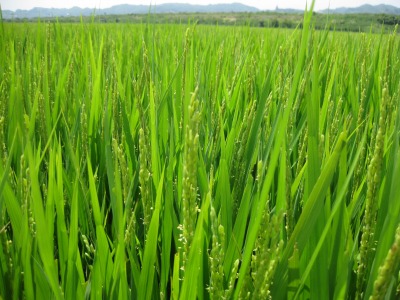 ８月１３日　稲穂開花