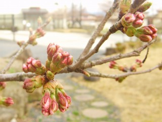 開花直前のさがえ屋桜