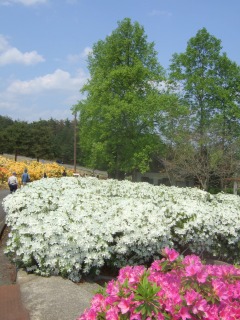 つつじ祭り