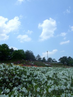 空とつつじ