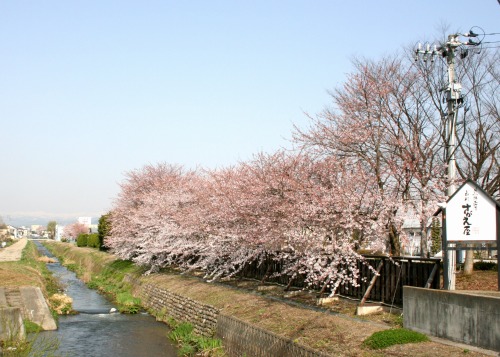 桜咲く