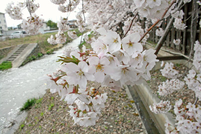 桜