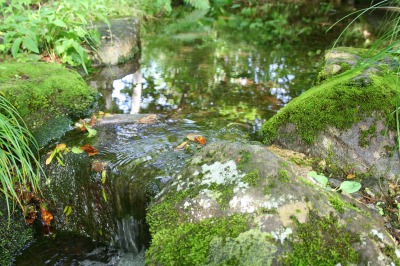 湧き水が渓流に