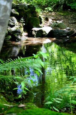 ブナの木と湧き水