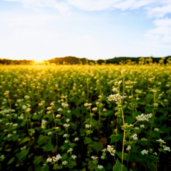 【秋】朝日およぶかぎりの蕎麦の花